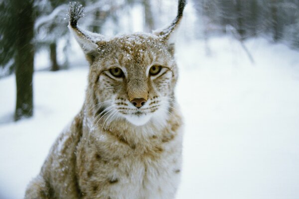 Lince pelosa nella foresta invernale