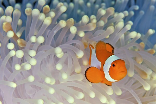 Clown fish in white algae