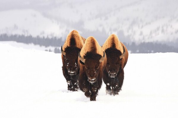 Drei Bisons laufen durch den Schnee