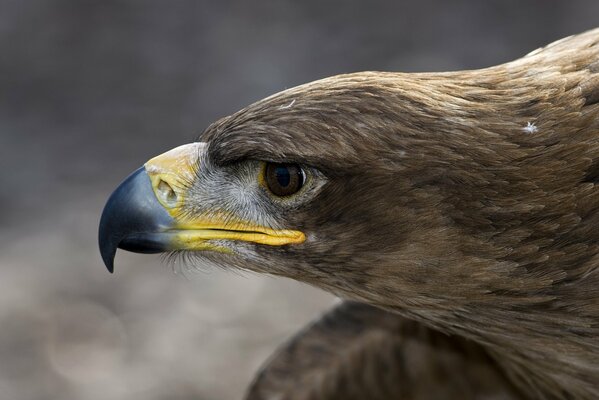 Profil de l aigle pendant la chasse