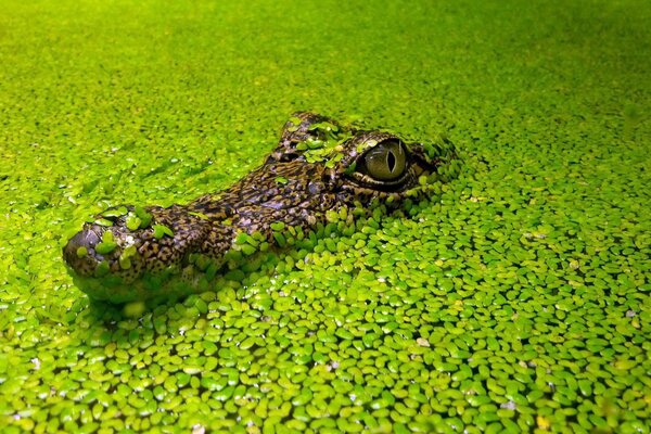 Crocodile s head among duckweed algae