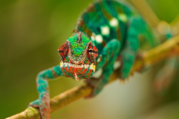 Multicolor camaleón rama durmiendo