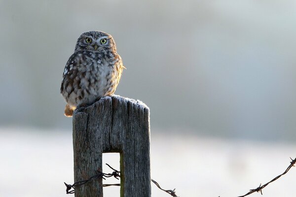 Hibou accroupi sur la clôture avec du fil de fer barbelé