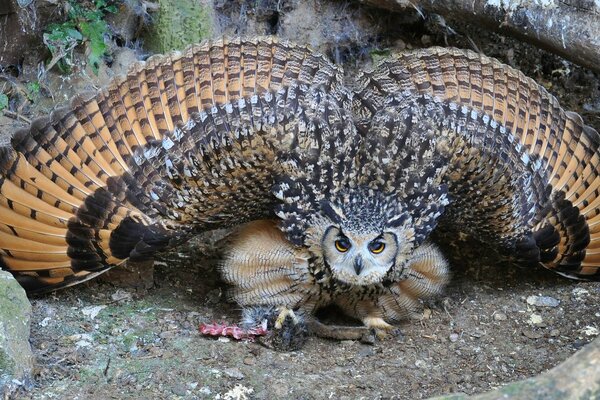 Búho en la naturaleza con alas extendidas