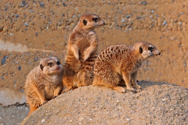 Famiglia Meerkat sulla pietra