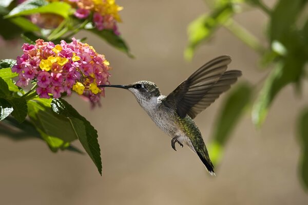 Colibri boit du nectar. Colibri vert mange