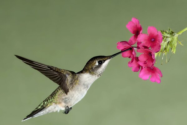 Hummingbird drinks nectar from a pink flower