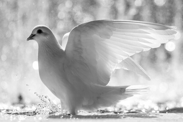 A white dove is standing in the water