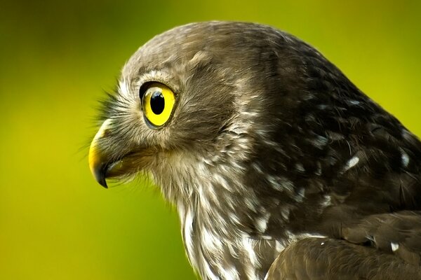 Beautiful falcon on a green background