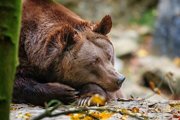 Brown bear. Toptygin is resting