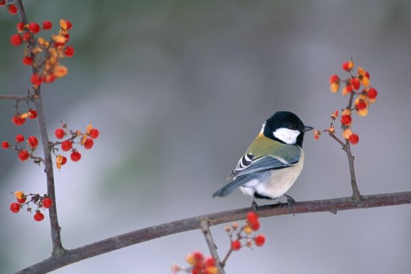 That s winter - the birds have plenty