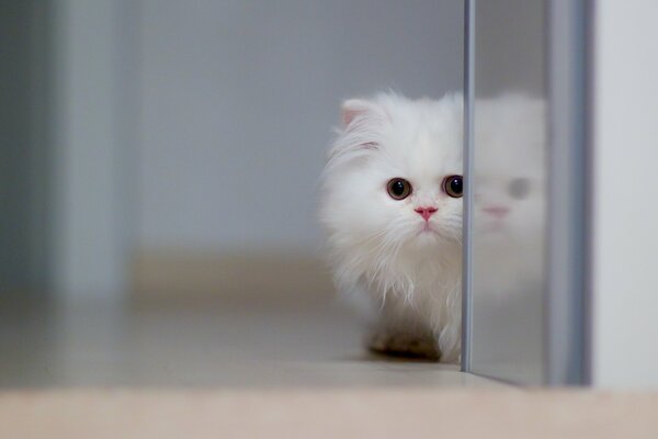 Persian kitten color white