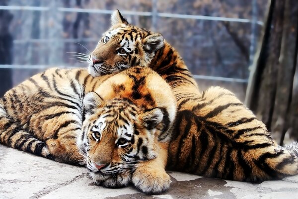 La amistad de los tigres de pmur en una jaula