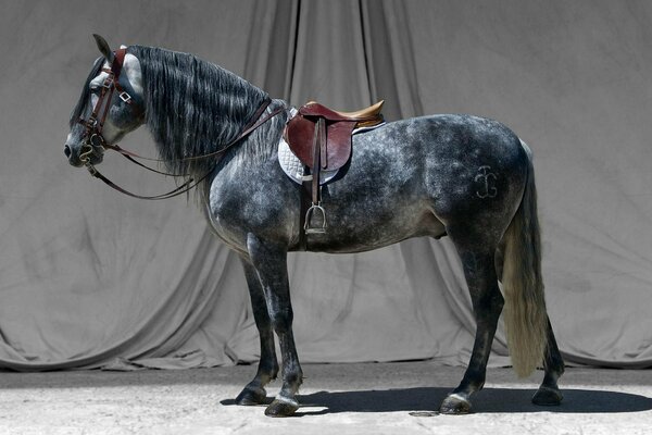 Cavallo macchiato in posa per una foto