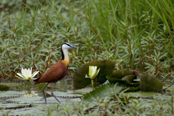 Garzas africanas pescando en un estanque