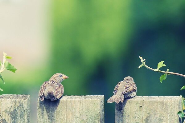 Два воробья на заборе. маленькие птицы