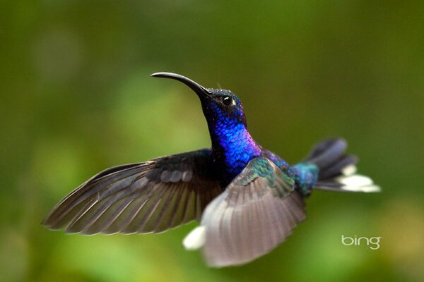 The flight of a hummingbird bird on a green background