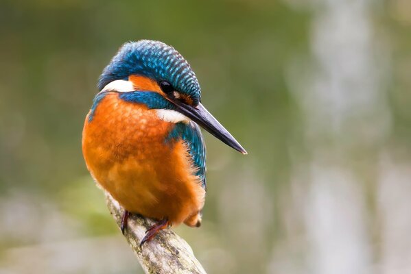 Cabeza de Martín pescador adornada con plumas azules