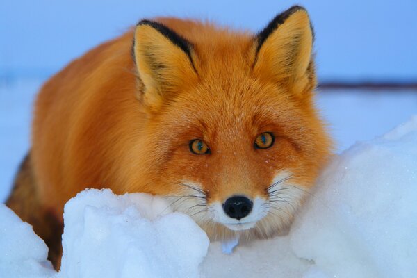 Volpe singhiozzante in inverno nella neve