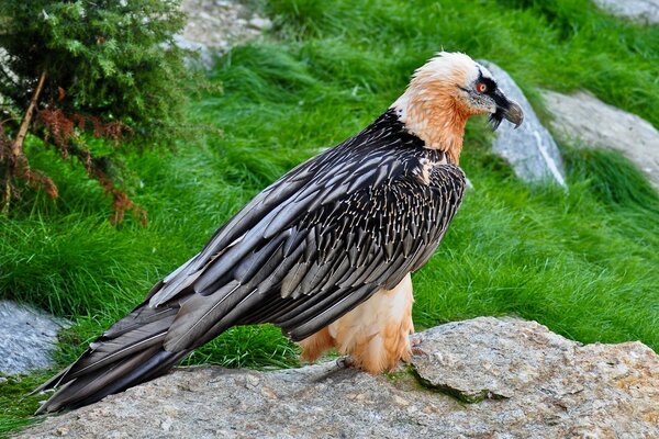 Ein schöner Vogel. Adler. Raubvogel. vogel auf Stein