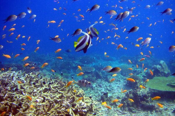 Die Schönheit der Unterwasserwelt ist faszinierend