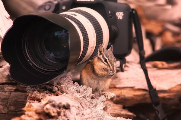 Composition of a camera and a chipmunk