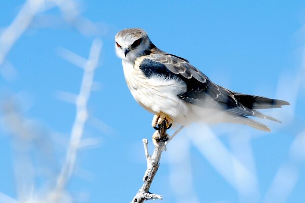 Greifvogel sucht nach Beute