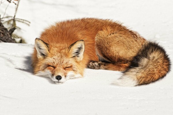 Ein Fuchs schläft auf einer Winterdecke