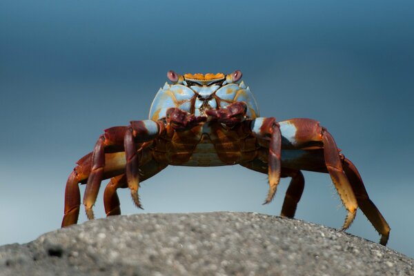 Lindo cangrejo en la costa turquesa