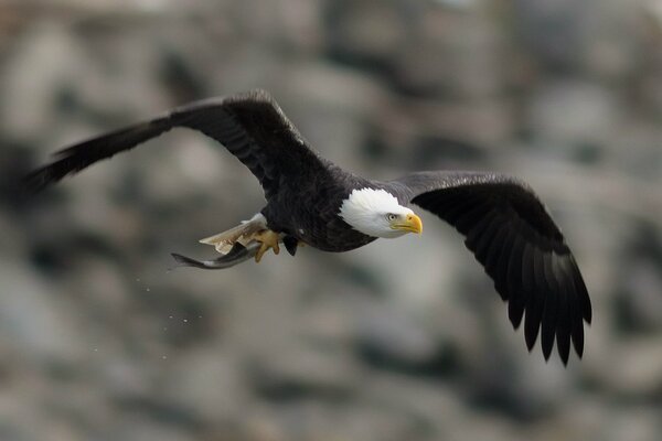 Aigle volant quelque part