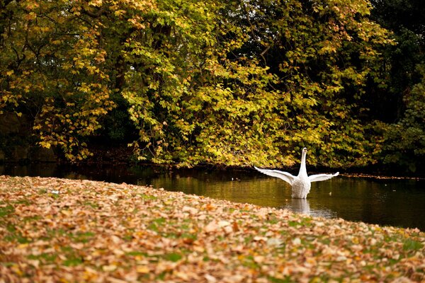 Cisne blanco en el estanque agitando sus alas
