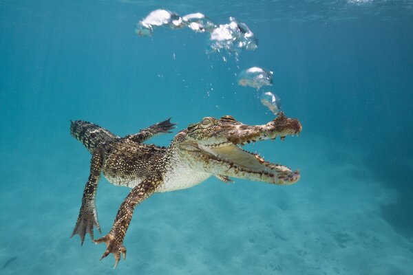 A very surprised crocodile is preparing for the departure of the bird