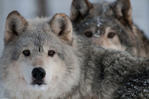 Der Wolf. Der räuberische Blick der Waldbesitzer
