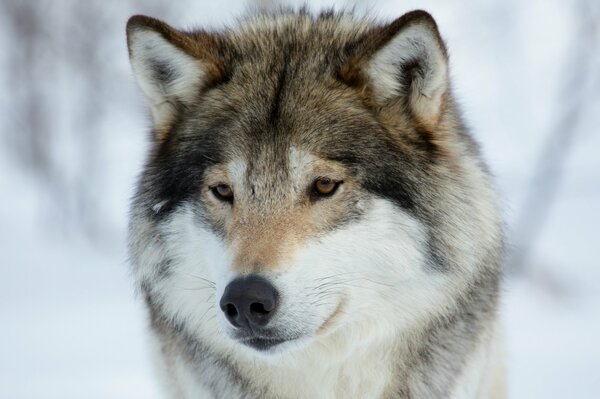 Der Blick eines Wolfes im Winterwald