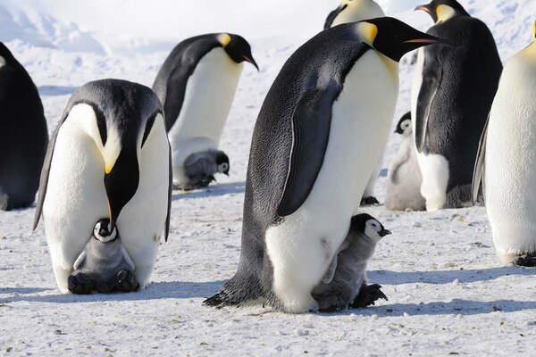 Kaiserpinguine mit kleinen Pinguinen