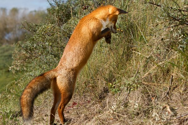 The fox is standing on its hind legs