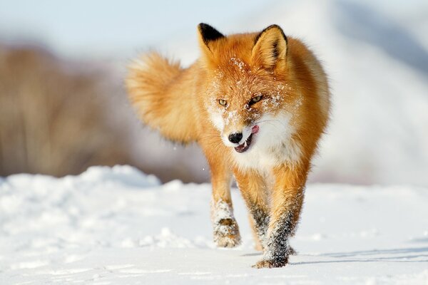 Volpe rossa che cammina sulla neve