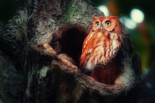 Owl near the hollow. On a tree