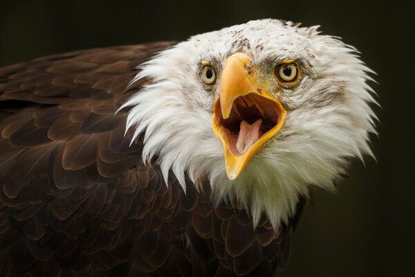 Oiseau. oiseau de proie. aigle. aigle à tête blanche