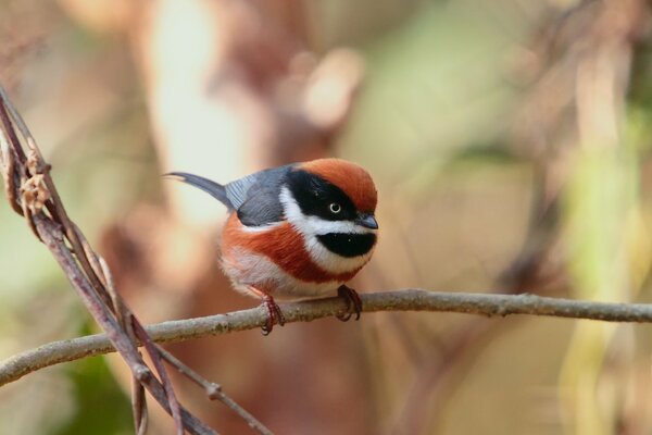 A red tit is sitting on a branch