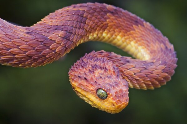 La vipera duepesante è pronta per il lancio