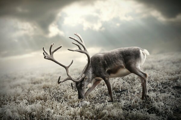 Cerf cornu dans une journée glaciale