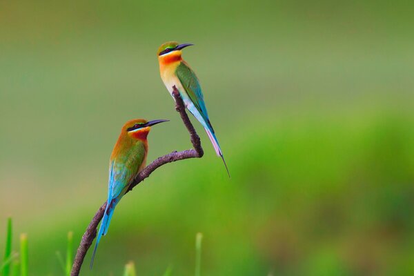 A pair of golden pike sitting on a twig