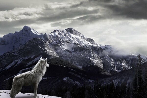 A lone wolf on a mountain background