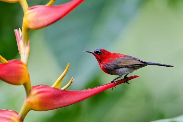 Photo of a bird with a bright color on a flower