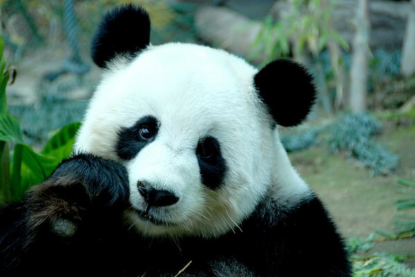 Brooding panda in the foreground