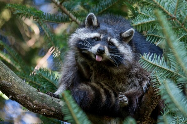 Waschbär am Nadelbaum zeigt Zunge