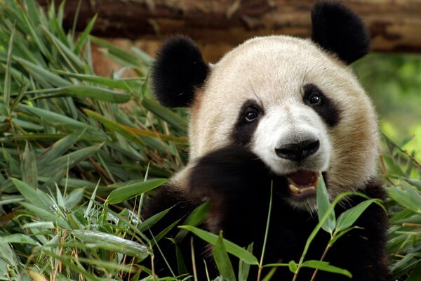 Oso Panda masticando hierba