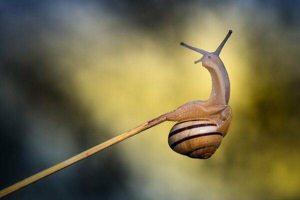 Caracol rayado en la barra