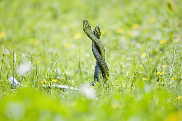 El amor en la hierba verde